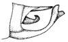 Ceraia tibialis Brunner von Wattenwyl, 1891: Pl. XXII, Fig. 3 (Susumuco, Cundinamarca). male abdomen tip, lateral view. (Otu).