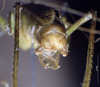 CollectionObject 1537886; cc869b5c-7182-4874-a488-da3591538a09: male cerci (paratype). (CollectionObject).