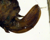 CollectionObject 1501731; ebe59413-3ad7-4252-8067-b1cd3d054dd8: ovipositor (syntype). (CollectionObject).
