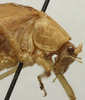 male pronotum, lateral view (lectotype). Depicts CollectionObject 1535185; e8d3de72-a987-420e-8690-ee91377fda50, a CollectionObject.
