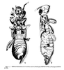 Cretolabia cearae Popham, 1990: (Otu).