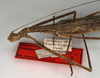 CollectionObject 1591103; 79b660e6-31fe-432a-b40e-faf8a643cf62: copyright NMW, Vienna. female: head and thorax, lateral view (paralectotype). (CollectionObject).;CollectionObject 1591104; 99601963-2824-42d3-9a8a-09c9245ab290: copyright NMW, Vienna. female: head and thorax, lateral view (paralectotype). (CollectionObject).