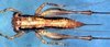 CollectionObject 1592429; 2d86392f-ef39-4c33-8828-f42ec3f29c6f: female, dorsal view (allotype). (CollectionObject).