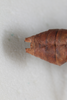 CollectionObject 2203496; ab6aa4a4-e54e-438e-983b-e09d6cf68836: Male, terminalia, dorsal view (syntype). (CollectionObject).