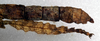 CollectionObject 1561399; NMW 264, 89c8f6e3-a413-4538-816a-5a1b80e4278d: copyright NMW, Vienna. female: end of abdomen, lateral view (lectotype). (CollectionObject).
