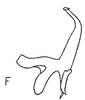 Aedeagus, lateral view: !! display not done !! on Acinopterus angulatus Lawson, 1922: Aedeagus, lateral view. (Observation).