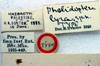 CollectionObject 1517144; 5266ab31-1544-430e-8bbd-db37654b4f02: labels (holotype). (CollectionObject).