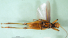 CollectionObject 1501192; 57ccbbc5-349f-44a4-8a8c-dde702498c10, DORSA BA000081S01: male, ventral view (holotype). (CollectionObject).
