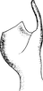 Stylus on Erythria iranica Dlabola & Janković, 1981: Stylus. (Observation).