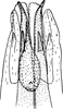 Pygofer ventral appendages, ventral view: !! display not done !! on Cixidia (Epiptera) lapponica (Zetterstedt, 1837): Other. (Observation).