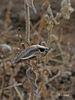 Ariagona margaritae Krauss, 1892: male (Canary Islands). (Otu).