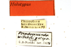 CollectionObject 1521348; e3088e4b-931f-4bd1-a4d1-823aae667e05: labels (holotype). (CollectionObject).