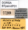 CollectionObject 1596010; aeb0c996-846e-4d7b-86a3-9f0b583c9948: labels (paratype). (CollectionObject).