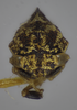 Head on Cyrtolobus parvulus Woodruff, 1924: (Observation).