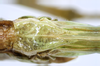 CollectionObject 1566952; a685466a-1b01-4ba2-b425-4a59ece37200: adult female, subgenital plate. (CollectionObject).