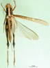 CollectionObject 1501346; dc2e97f1-201e-4bc0-8bc4-a5cc5b372398: female, dorsal view (holotype of Chirista virgata). (CollectionObject).