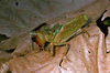 CollectionObject 1576936; CHY101, 20caf88a-374b-494e-8c57-35483a5c0d57: male. (CollectionObject).