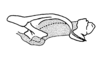Driphilacris tuberosa Descamps & Amédégnato, 1972: Fig. 131. endophallus, lateral view. (Otu).