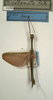 CollectionObject 1560357; NMW 1138, 1ed927ad-88bd-4b68-8141-334367c8647e: copyright NMW, Vienna. male (holotype). (CollectionObject).