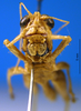 CollectionObject 1505381; a761a4b0-37c7-4b5a-98c4-3da1782ac157: male, frontal view (syntype of Cranae marginata). (CollectionObject).