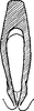 Connective on Diplocolenus (Diplocolenus) ikumae (Matsumura, 1911): Connective. (Observation).