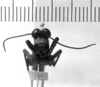 CollectionObject 1530615; 22b3ee4b-871d-4845-a7dc-1a7f4c1b1159: Image Carbonell, C.S. male, frontal view (syntype). (CollectionObject).