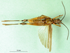 CollectionObject 1501404; 216ad9d5-16a4-44fa-908d-af4556f98d3c: male, ventral view (lectotype). (CollectionObject).
