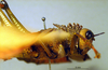 CollectionObject 1521400; bf6477e4-251d-4c38-a156-40ab9a9f860b: male head and pronotum, lateral view (holotype of Tropidacris latreillei). (CollectionObject).