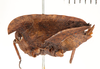 CollectionObject 1529893; NHRS NRMORTH 12919, 5b3e8108-06e9-4dcc-a840-e27d2c249c06: female, lateral view (holotype). (CollectionObject).