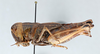 CollectionObject 2800442; CNCI 983687, 220e4d7d-b67c-454d-a099-74ad88399714: Boopedon nubilum. Lateral view. (CollectionObject).