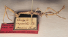 CollectionObject 1561589; e925a032-1684-467a-af20-26bc46a449de: copyright O. Zompro. female juv. of synonym Ceroys capreolus (lectotype). (CollectionObject).