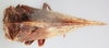 Habitus, dorsal view: !! display not done !! on Flexocentrus brunneus Funkhouser, 1930: (Observation).