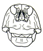 Crypsicerus glaber (Miller, 1932): Fig. 21.3. face, antennal grooves painted black (Crypsiceracris tuberculata). (Otu).