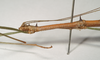 CollectionObject 1560285; c42665e7-922a-4a4e-bc70-12928f7e520e: copyright Natural History Museum, London. male: head and thorax, lateral view (syntype). (CollectionObject).;CollectionObject 1560286; 3e34dd6f-f719-45b4-b973-e3a6199c4aaf: copyright Natural History Museum, London. male: head and thorax, lateral view (syntype). (CollectionObject).