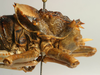 CollectionObject 1516909; af6b99b3-d2f8-4be6-92a1-ecfb3e3ec4e6: male pronotum, lateral view (holotype of Hetrodes fortis). (CollectionObject).
