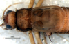 CollectionObject 1581935; ab4af301-f557-49b7-b092-88fcb4036b9f: male, head and thorax, dorsal view (paratype). (CollectionObject).
