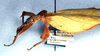 CollectionObject 1557810; NMW 300, 97aa5a37-709a-4dcf-8086-14fd2b63965e: copyright NHMW, Vienna. female, lateral view (holotype). (CollectionObject).