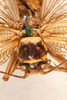 CollectionObject 1475028; c1b5666e-5796-468f-96e3-c976934aef77: male, dorsal view (syntype). (CollectionObject).
