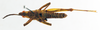 CollectionObject 1501792; dc7087f1-756f-412d-975a-ade6dc92c8ea: male, dorsal view (allotype). (CollectionObject).