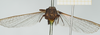 CollectionObject 1477366; b7e9c31c-8fb7-4468-aa0a-6a55598bf2da, NHMUK010924494: female, frontal view (syntype of Tettix simplex). (CollectionObject).