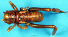 CollectionObject 1507152; 661721a6-f21c-4de9-833c-ac3af0f3dae9: male, dorsal view. (CollectionObject).