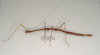 CollectionObject 1597610; f6b29b1d-798a-4c82-8ad3-fd1578c0727b: copyright ANIC. female, lateral view (paratype). (CollectionObject).