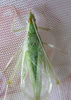 Oecanthus alexanderi Walker, 2010: adult male. (Otu).