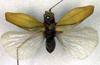 CollectionObject 1500249; ee59a0f0-810b-4739-8895-3fa999e04d9a, DORSA BTengminS01: female, dorsal view (syntype). (CollectionObject).