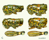 Philocleon scudderi (Hebard, 1932): head, pronotum and femur, lateral view. (Otu).