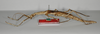 CollectionObject 1557424; 7ac5ddd3-7245-4bd7-9d49-08f56dec10b7: copyright ZMB, Berlin. female, lateral view of synonym Haplopus ceratophyllus (syntype). (CollectionObject).