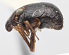 Habitus, lateral view: !! display not done !! on Bruchomorpha oculata Newman, 1838: (Observation).