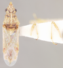 Neortholomus koreshanus (Van Duzee, 1909): Belonochilus koreshanus LECTOTYPE (NMNH) - (CC BY-NC 3.0) - Photo by Pablo M. Dellapé with permission from the National Museum of Natural History (NMNH), Smithsonian Institution, Washington, D.C. (Otu).