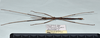 CollectionObject 1559914; ce5a0647-7815-4250-8099-b51abe49e650: copyright MNHN, Paris. male, ventral view (holotype). (CollectionObject).