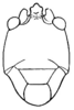 Santandera robusta (Hebard, 1927): Pl. XXI, Fig. 15 (after type). cephalic view of female head. (Otu).